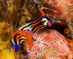 Purple Lined Nembrotha tucking into a hearty sponge meal! by Roland Lim 